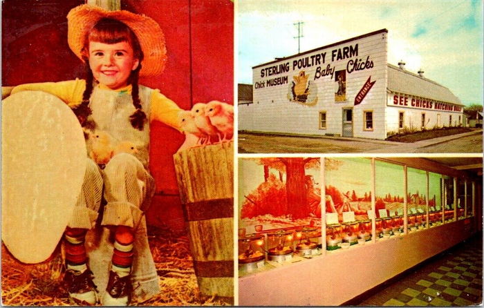 Chick Museum - Old Postcard (newer photo)